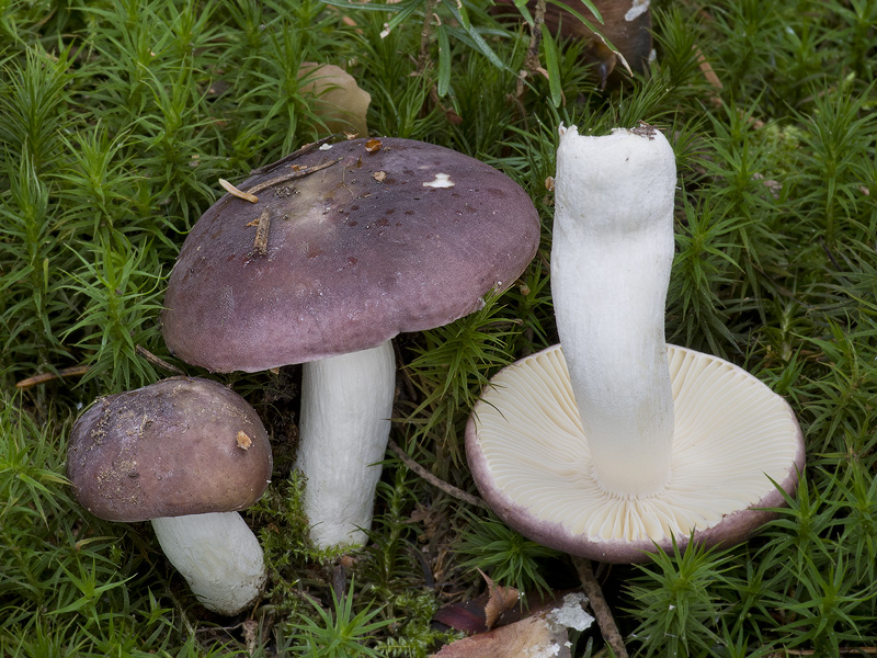 Russula turci